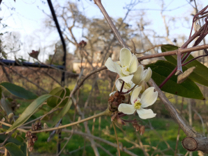 L’attribut alt de cette image est vide, son nom de fichier est Clematite-armandii-mars-300x225.png.