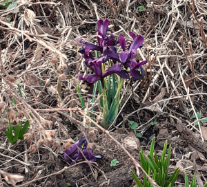 L’attribut alt de cette image est vide, son nom de fichier est Iris-mars-breteuil-300x272.png.